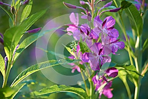 Fireweed