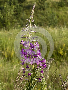 Fireweed