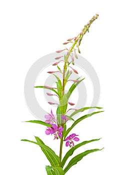 Fireweed