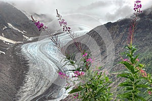 Fireweed above the Salmon Glaicer, Hyder, Alaska