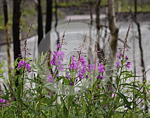 Fireweed Alaska