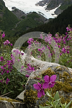 Fireweed around the log