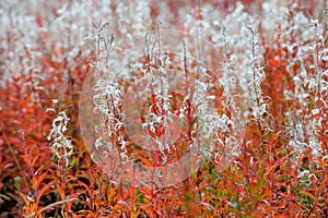 Fireweed in the autumn, sweden