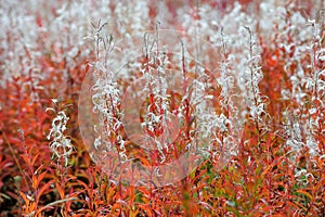 Fireweed in the autumn, sweden photo