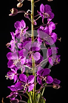 Fireweed Bloom on Black