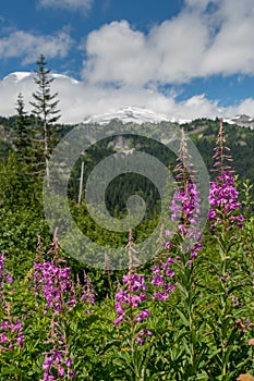 Fireweed Bloom in Mountains