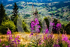 Fireweed blooms against the backdrop of the mountains.