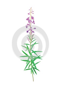 Fireweed blossom (Chamerion angustifolium)