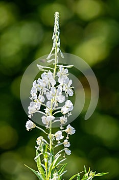 Fireweed (chamaenerion angustifolium