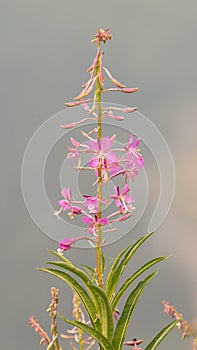 Fireweed or Chamaenerion Angustifolium flower