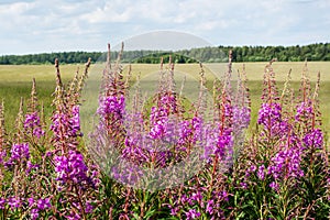 Fireweed (chamerion angustifolium)