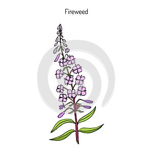 Fireweed. Chamerion angustifolium