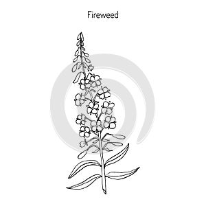 Fireweed. Chamerion angustifolium