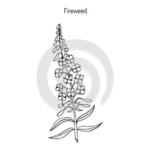Fireweed. Chamerion angustifolium photo
