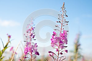 Fireweed close-up