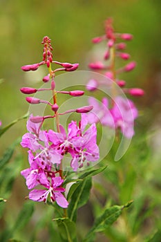 Fireweed Closeup in Full Bloom