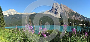 Yoho National Park, Mount Burgess and Fireweed Flowers at Emerald Lake, Rocky Mountains, BC, Canada photo