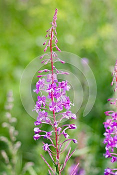 Fireweed . (Epilobium angustifolium);