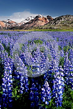 Fireweed field photo