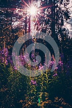 Fireweed field in sunset light, visible rays of light