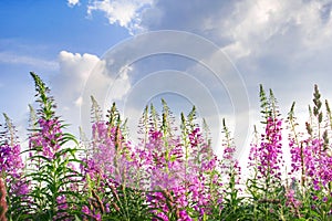 Fireweed