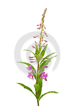 Fireweed