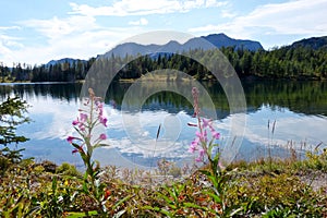 Fireweed flowers and calm lake with reflection.