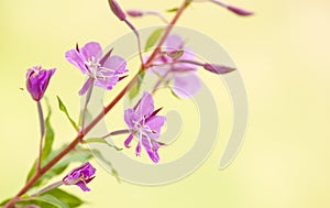 Fireweed flowers.
