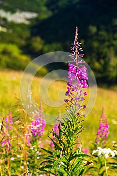 The fireweed flowers in the foreground of mountainous landscape