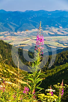 The fireweed flowers in the foreground of mountainous landscape