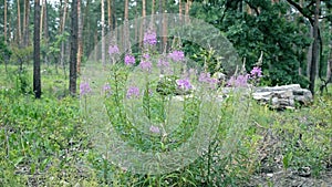 Fireweed flowers in a forest