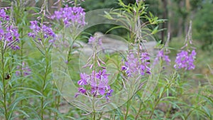 Fireweed flowers in a forest. Chamerion angustifolium