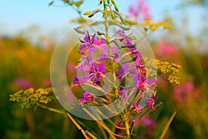 A fireweed flowers on meadow with blue sky, selective focus. A bloom fireweed meadowland for poster, calendar, post photo