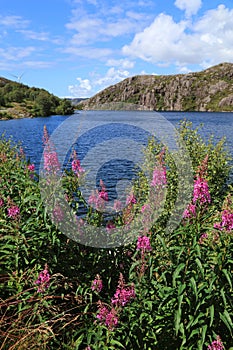 Fireweed flowers in Norway