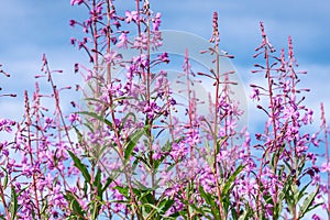 Fireweed flowers Willowherb with blue sky as background photo. Summer sunny day, strong rose violet color, blurry background