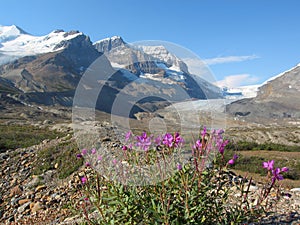 Jasper National Park, Fireweed Growing on Glacial Moraine at Athabasca Glacier in the Canadian Rocky Mountains, Alberta, Canada