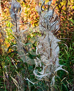 Fireweed gone to seed in field