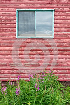 Fireweed grows around an abandoned log building in Yukon, Canada