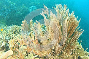 Fireweed hydroid on coral reef