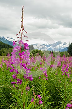 Fireweed - Juneau, Alaska