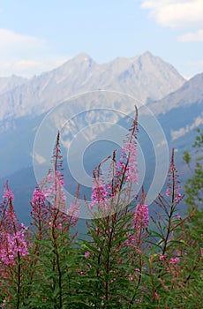 Fireweed in Kootenay