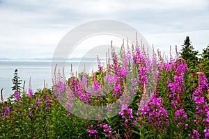 Fireweed and lake in Alaska