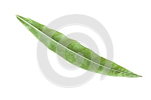 Fireweed leaf photo