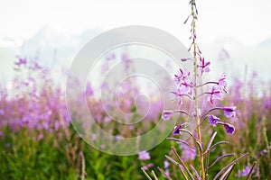 Fireweed