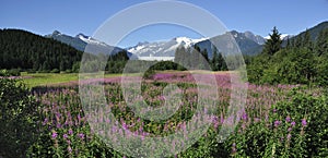 Fireweed Mountains and Trees Alaska