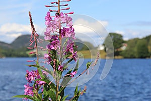 Fireweed in Norway