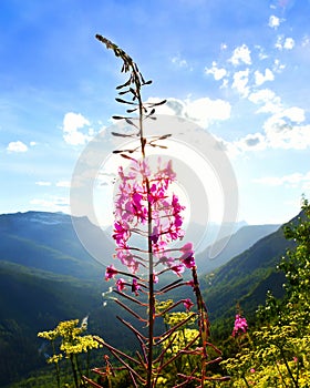 Fireweed plant at sunset at Glacier National Park