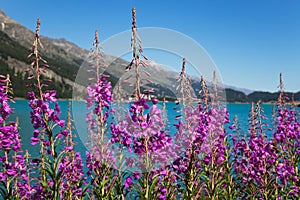 Fireweed plants and flowers, Epilobium angustifolium