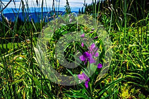 Fireweed, a purple Wild Flowers on Tod Mountain