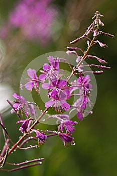 Fireweed in the rain in summer photo